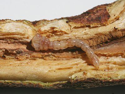 Melobasis propinqua verna, PL1668B, larva, in Pultenaea viscidula (PJL 2711) swollen stem base, dorsal, KI